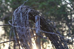 Madison Woods, Barbed Wire, Flash Fiction Friday, 100 word challenges